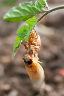 cicada on leaf