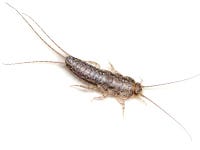 silverfish control