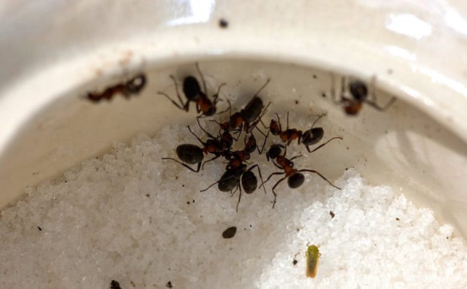 sugar Ants