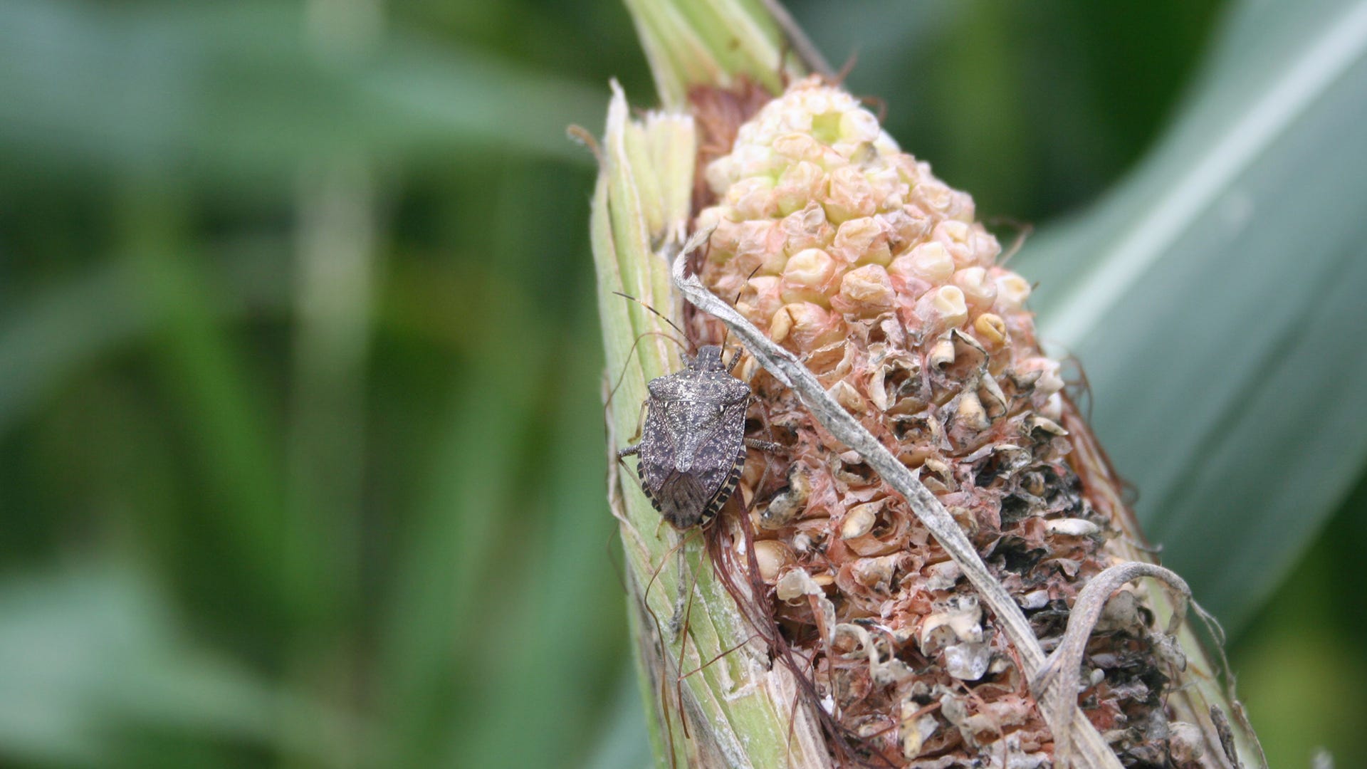 Stink bugs: The good, the bad, and how to get rid of them