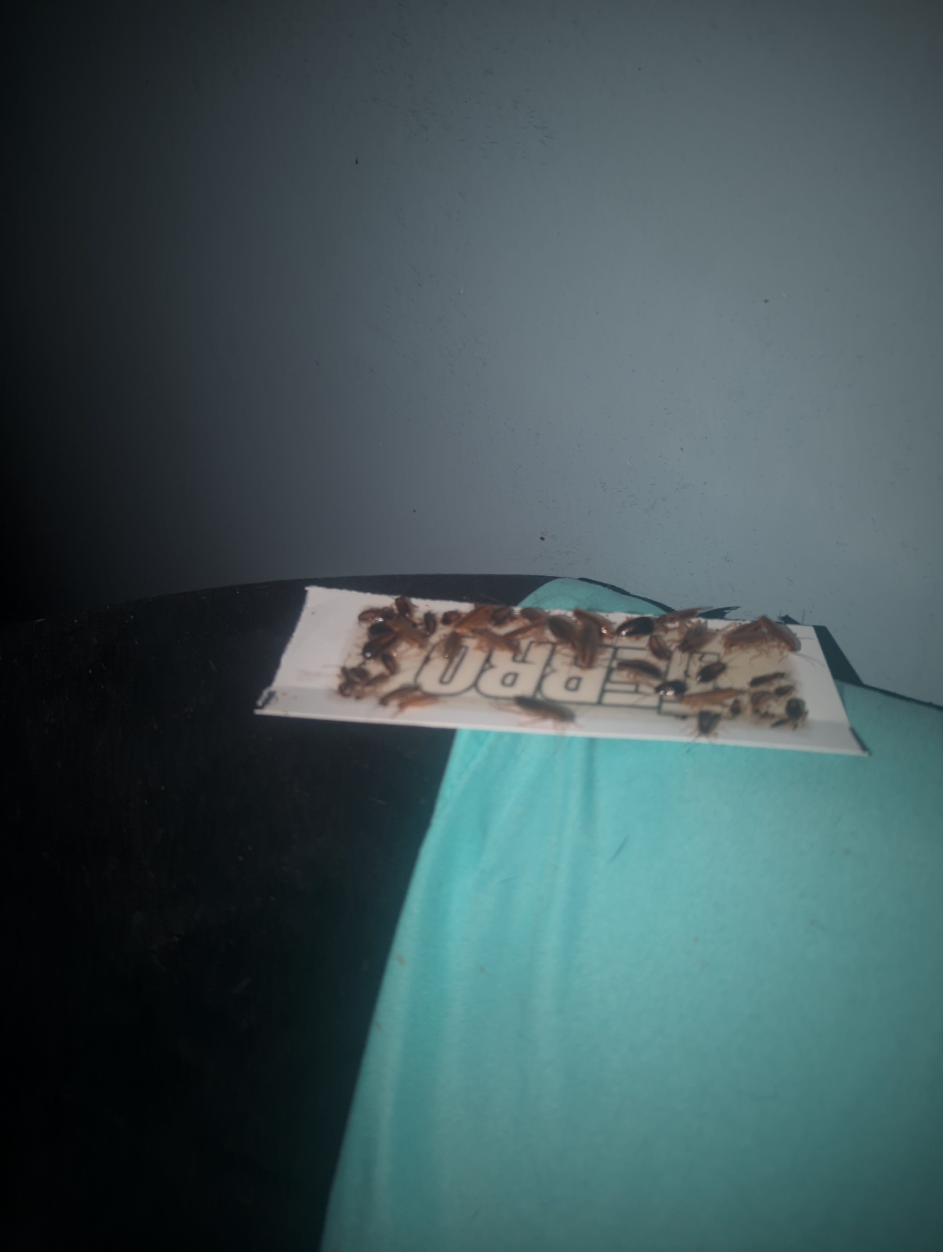 A real photo of  TERRO® Spider & Insect Trap by SamJam2017 (1)