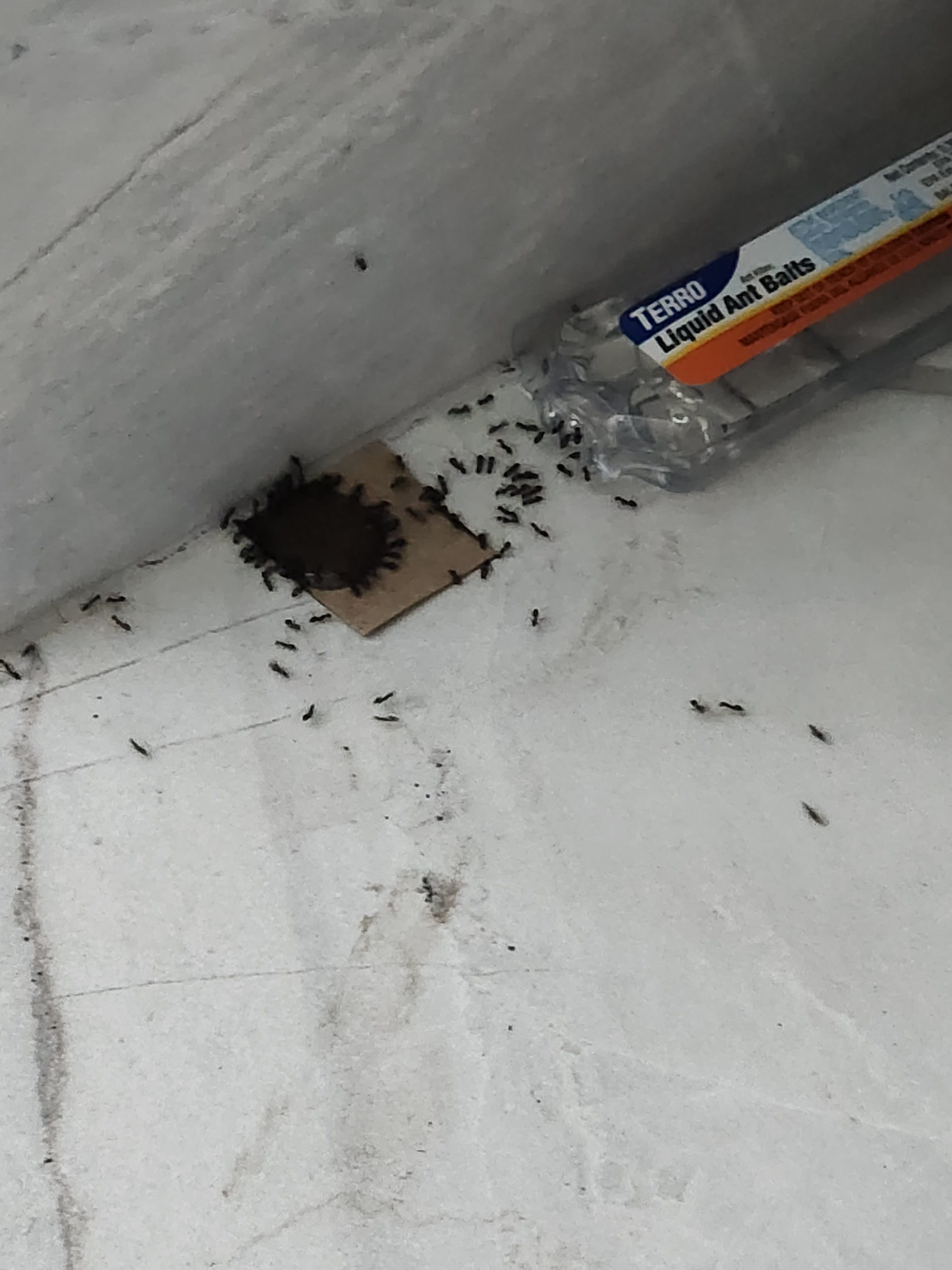 A real photo of TERRO® Liquid Ant Baits by Mugwump987  (1)
