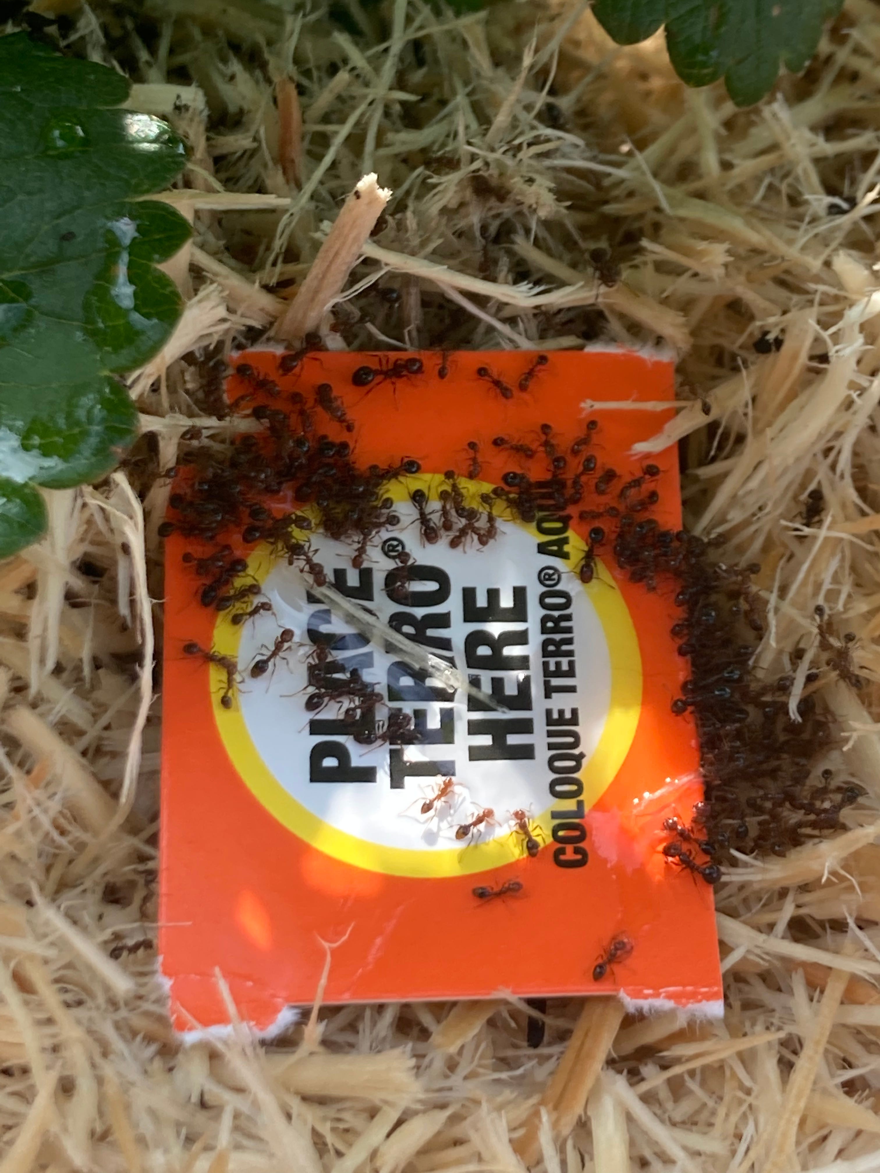 A real photo of TERRO® Liquid Ant Killer by Shane (1)