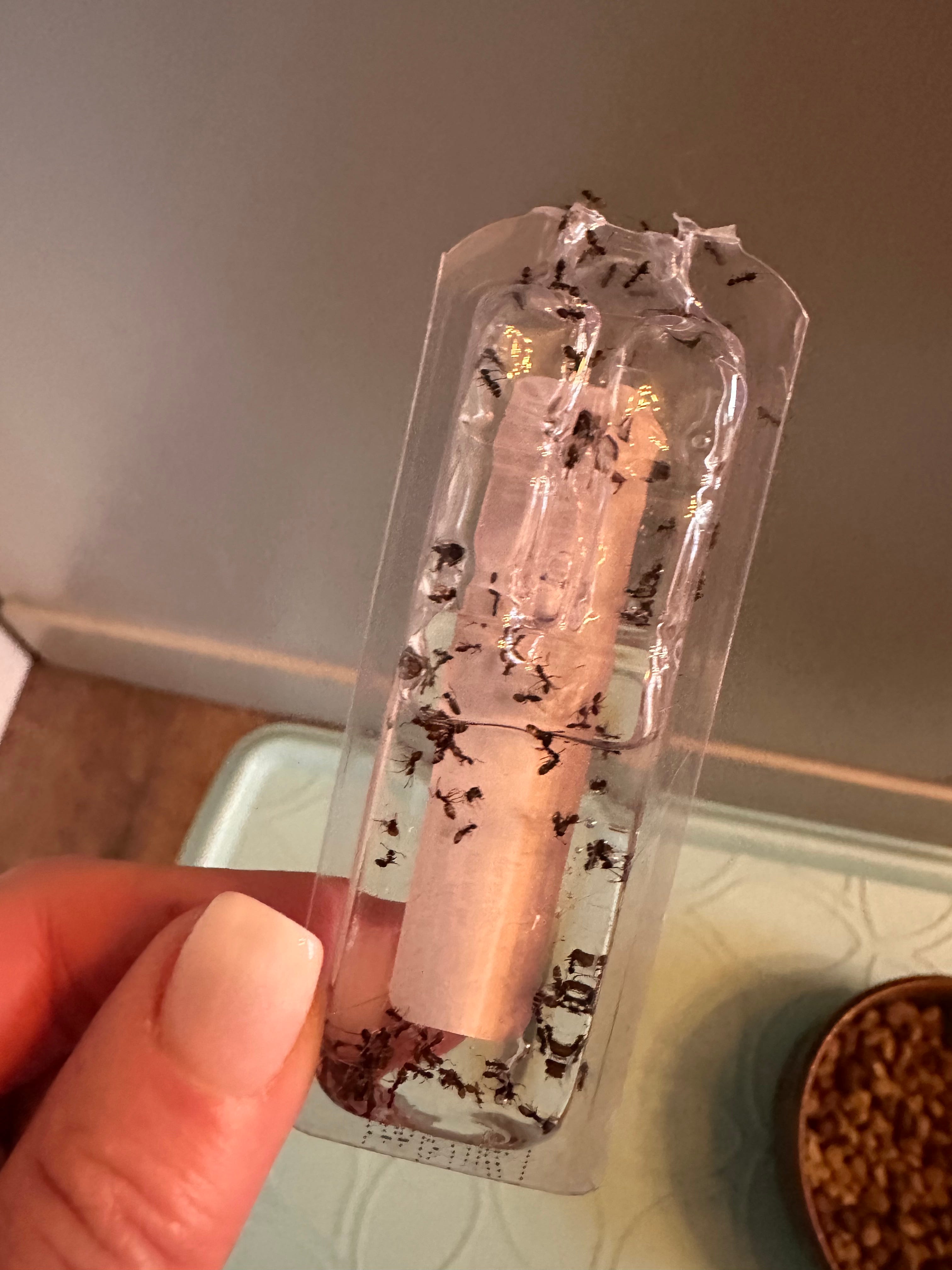 A real photo of TERRO® Liquid Ant Baits by My cat hates me  (1)