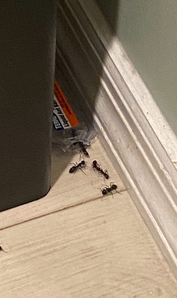 A real photo of  TERRO® Liquid Ant Killer by Mack like the Truck (1)