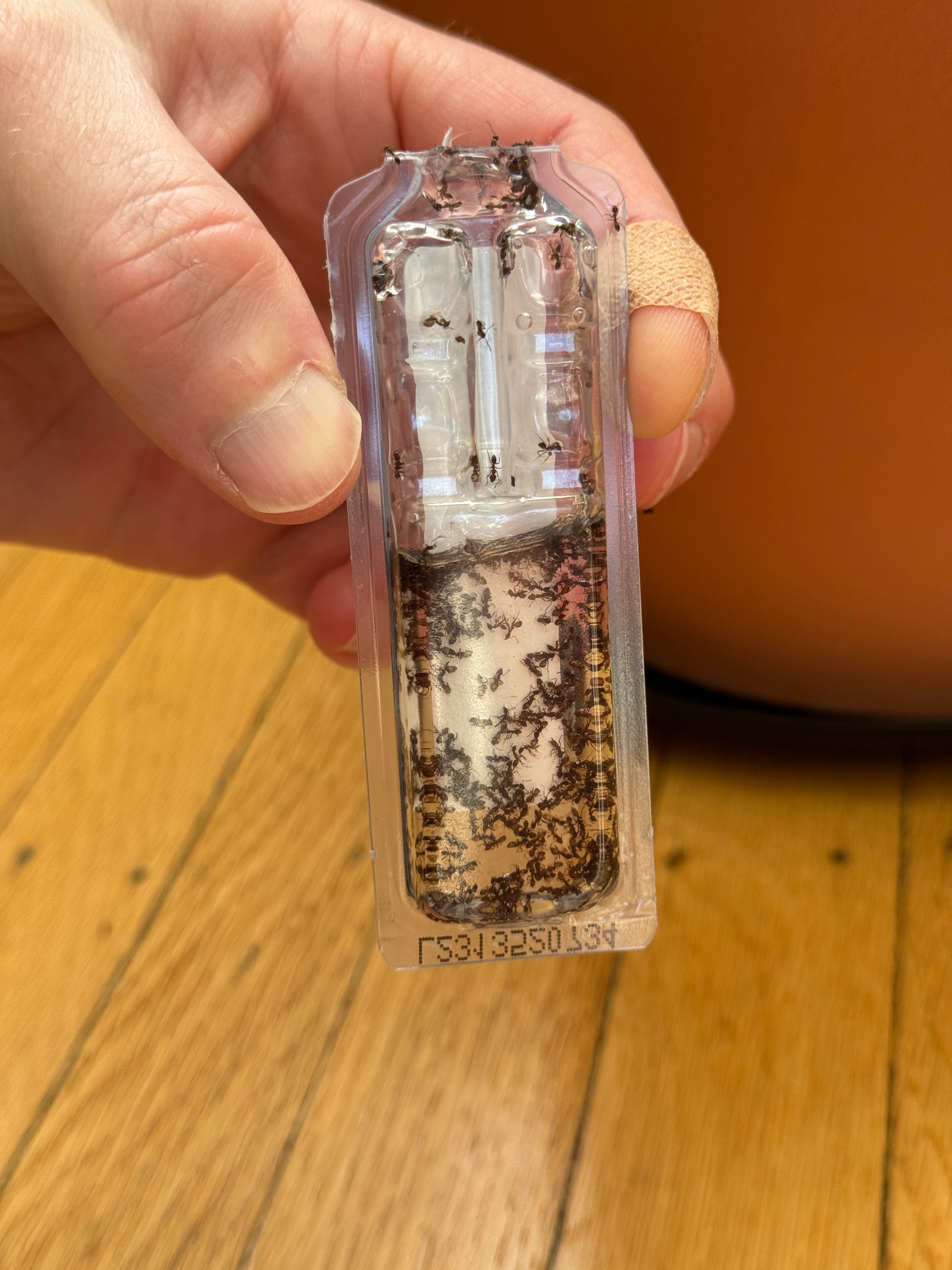 A real photo of TERRO® Liquid Ant Baits by Sfcitguy (1)
