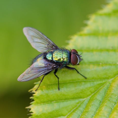 TERRO Fly Magnet Sticky Fly Paper Trap