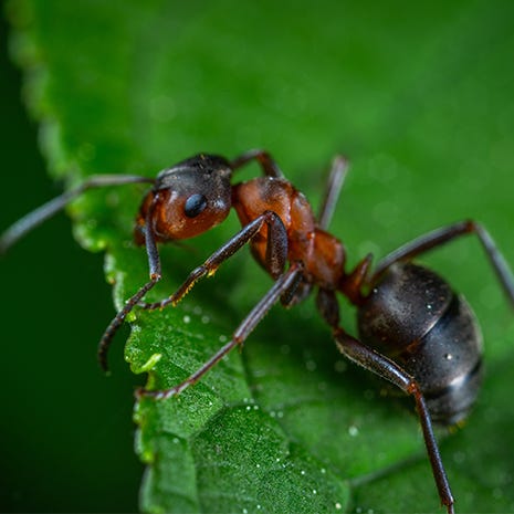 ant