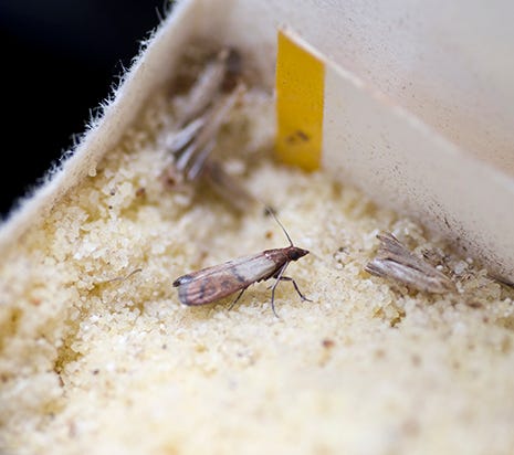 The Terro Pantry Moth Trap Will Catch And Get Rid Of Pantry Moths Brought  In From Bird Seed 