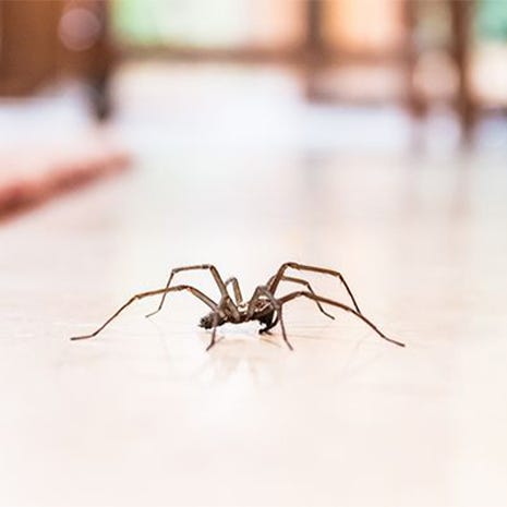 Effective Against 65 Insects