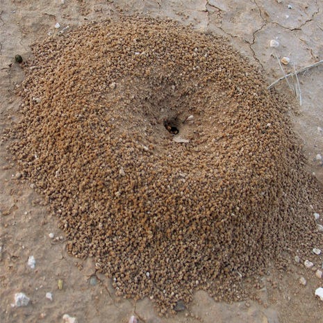 How to Treat an Ant mound