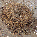 Ant hills