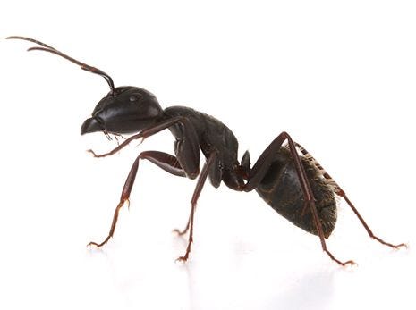 How to Kill Carpenter Ants