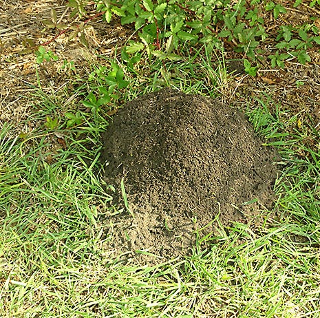 Treat Fire Ant Mounds