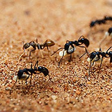 Terro Liquid Ant Baits Stock Photo - Download Image Now - Ant, Incentive,  Poisonous - iStock