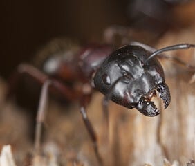 How to Control Ants