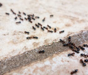 Types of Ants