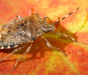 Stink Bug