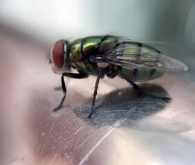 These Best-Selling $6 Terro Fruit Fly Traps Start Working Quickly