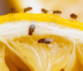 These Best-Selling $6 Terro Fruit Fly Traps Start Working Quickly