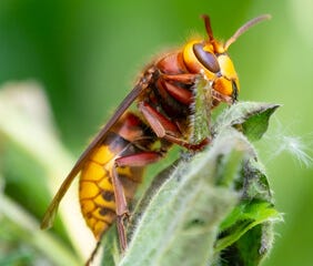 https://www.terro.com/media/wysiwyg/tr/category/tr-category-flying-wasp-hornet.jpg