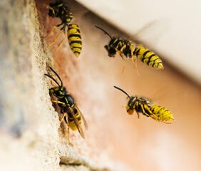 https://www.terro.com/media/wysiwyg/tr/category/tr-category-flying-yellow-jacket.jpg