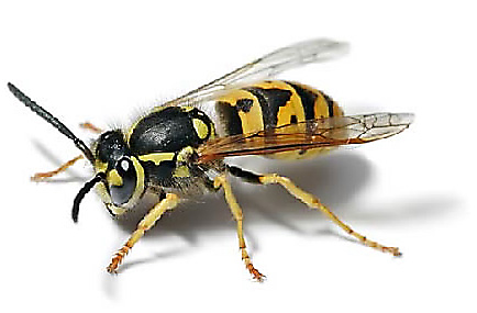 Hornets and Wasps