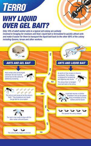 Difference Between Liquid and Gel Ant Bait