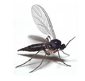 Fungus Gnat