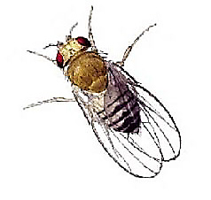 Fruit Flies