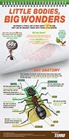 Ant Anatomy