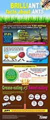 Brilliant Facts About Ants