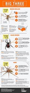 .S. Venomous Spiders: Myths & Facts