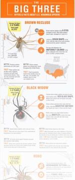 Click to Enlarge BrilliANT Facts About Ants Infographic