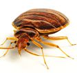 Common Bed Bug