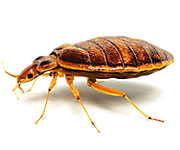 Bedbug Control