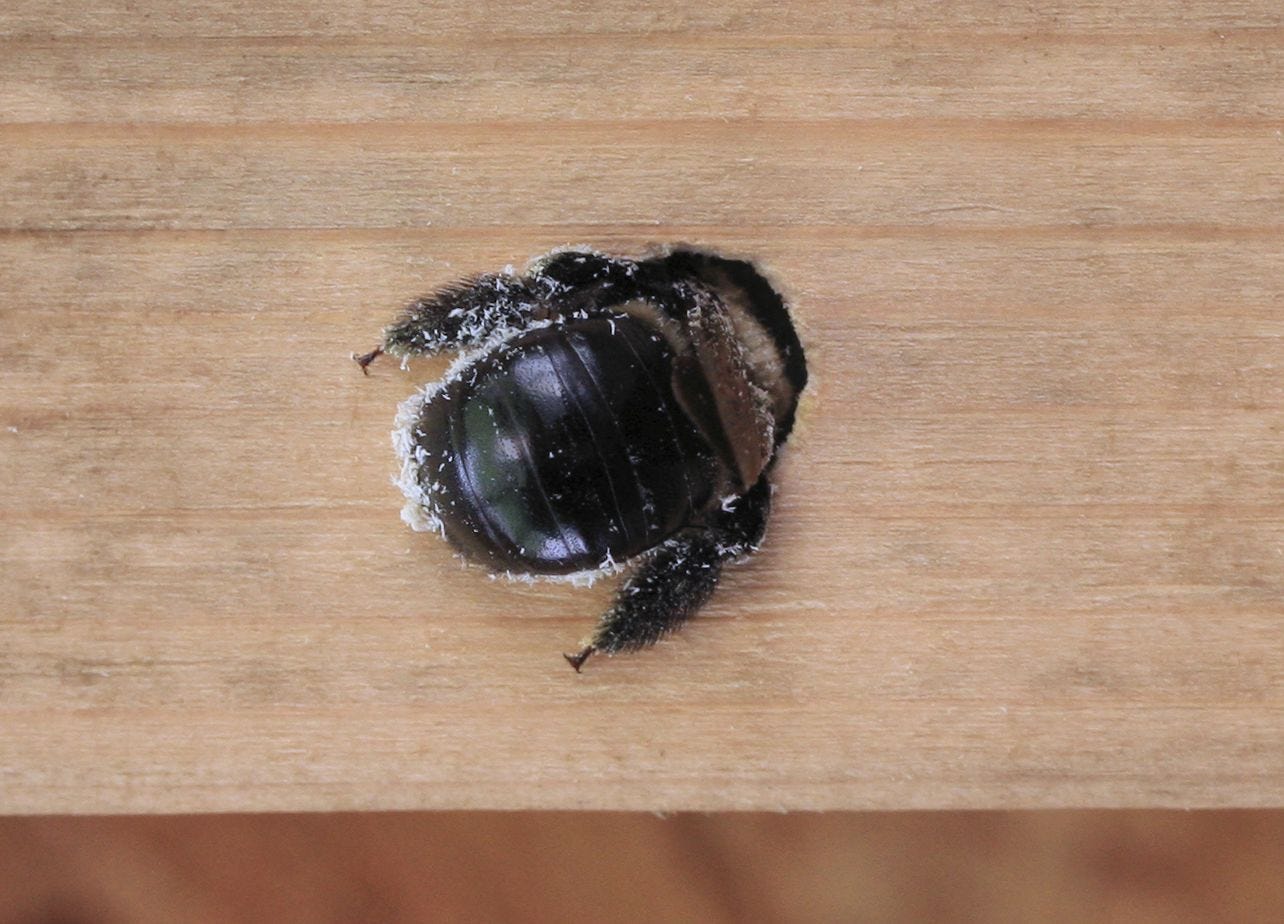 Carpenter Bees