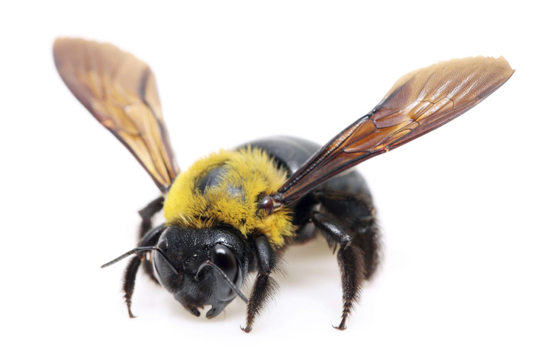 Carpenter Bee Appearance