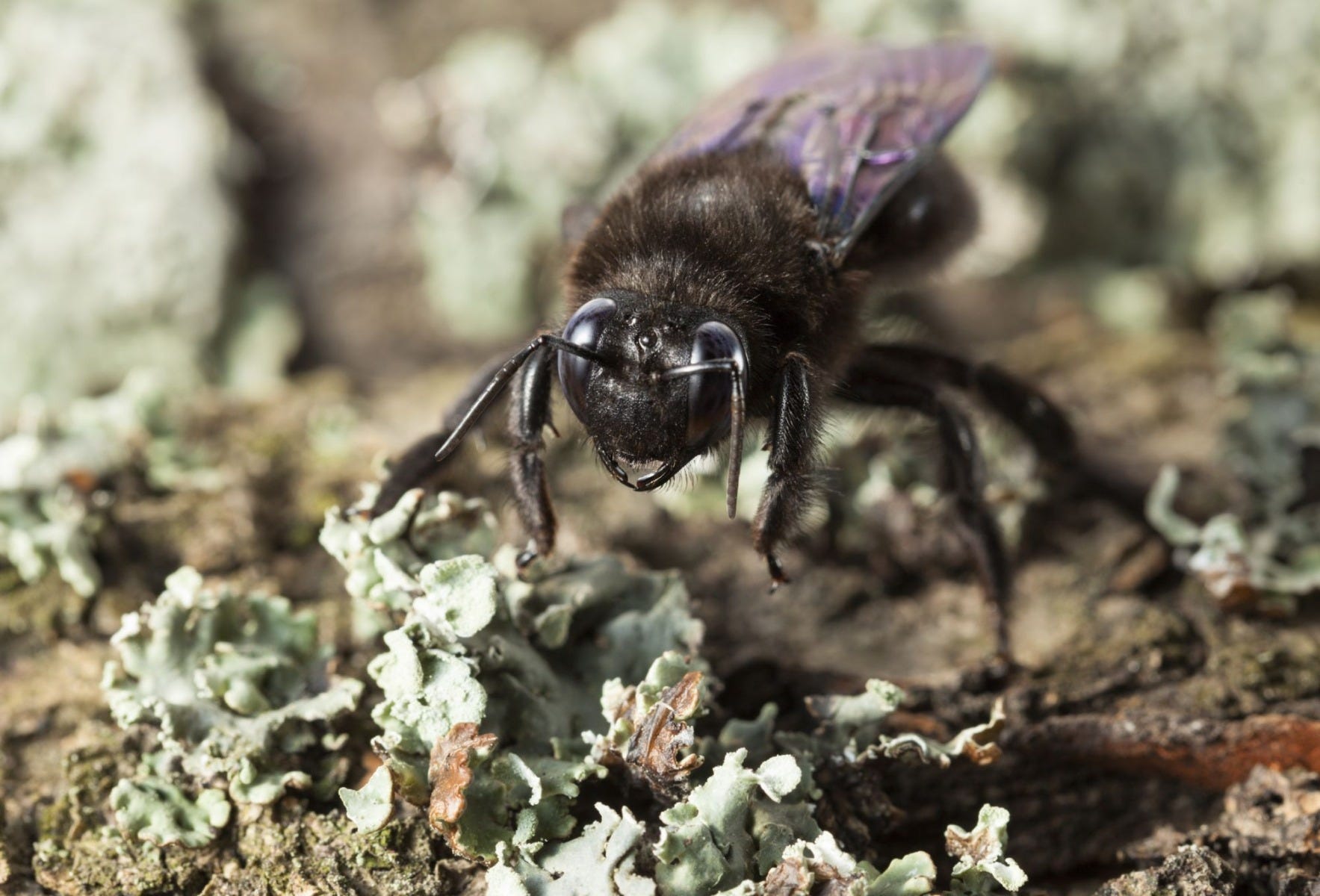 Carpenter Bee Habitat