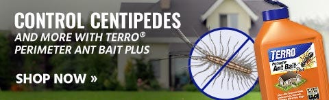 Control Centipedes With Perimeter Ant Bait Plus