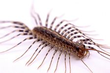 Common Centipedes