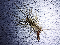 Centipede Infestation