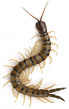 house centipede larva