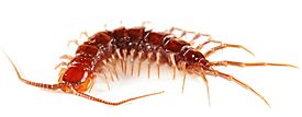 Are Centipedes Dangerous