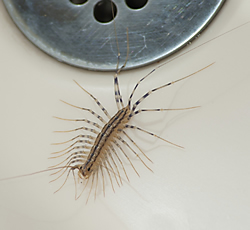 House Centipede