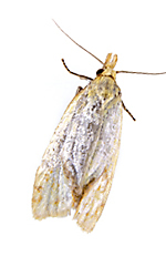 https://www.terro.com/media/wysiwyg/tr/cms/learning-center/ClothesMoth/ter_insects_clothesmoth_common_1.png