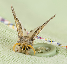 How To Control Clothes Moths