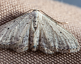 What do Clothes Moths Look Like