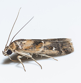 Facts About Pantry Moths