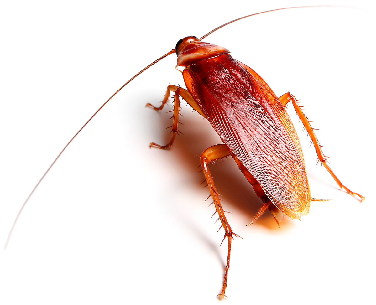 American Cockroach